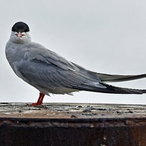 seeschwalbe.jpg