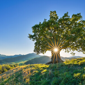 _Z622793-DeNoiseAI-clear.jpg