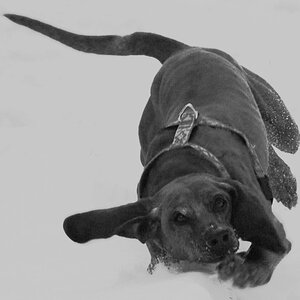 "Mein Hund fällt auf die Schnauze"

letztes Jahr passierte dieses Schneemalheur... Schnappschuss bei dems leider an der Qualität hapert...