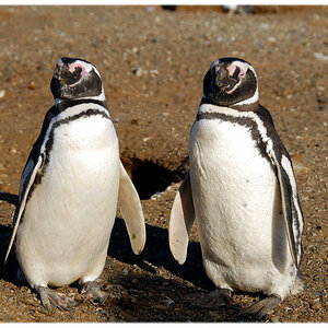Pinguininsel Magdalena, Patagonien, Chile... 1000e dieser Magellanpinguine, bevölkern dort ihr Inslereichtum und werden nur zeitweise von Touris gestö