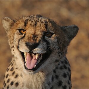 comp Namibia 09 07142
