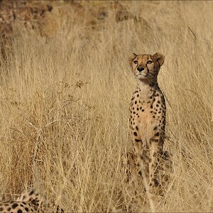 comp Namibia 09 07293