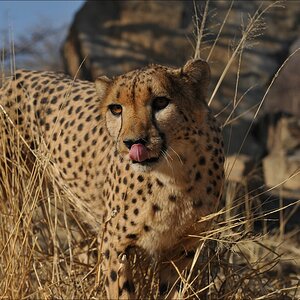 comp Namibia 09 07739