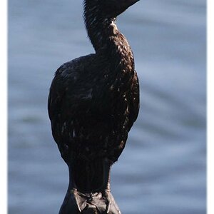 "Kormoran"
mit den schönsten blauen Augen