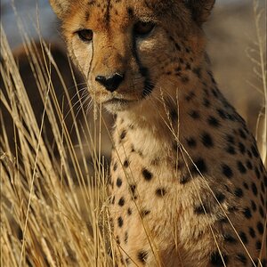 comp Namibia 09 07772