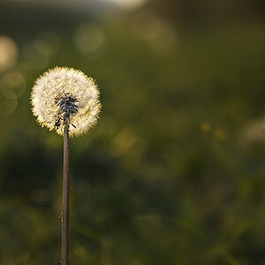 DSC4047 NFF