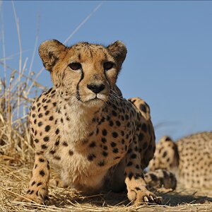 comp Namibia 09 08114