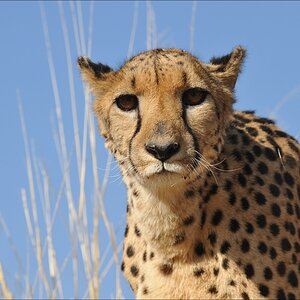 comp Namibia 09 08123