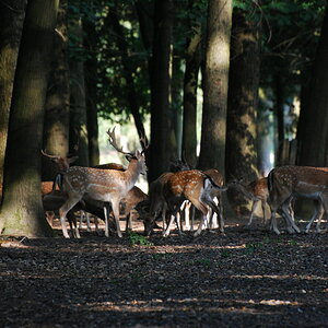 Wildpark Licht und Schatten 2
Nicht ganz so farbvoll wie 1 trotzdem schön