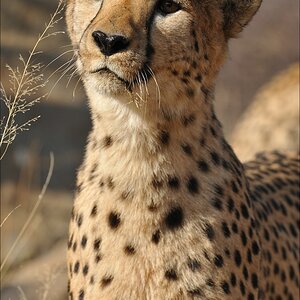 comp Namibia 09 08363