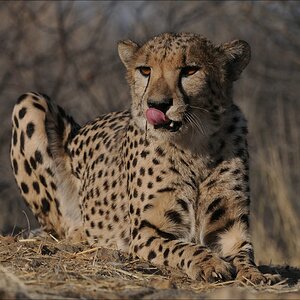 comp Namibia 09 09236