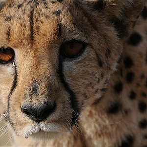 comp Namibia 09 09257