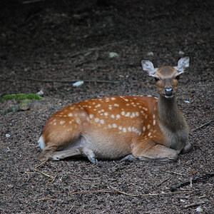 Tierpark Olderdissen Sikawild