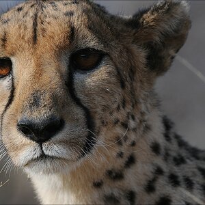 comp Namibia 09 09475