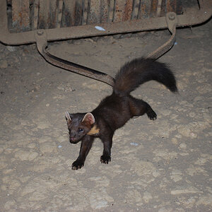 Tierpark Olderdissen Marder