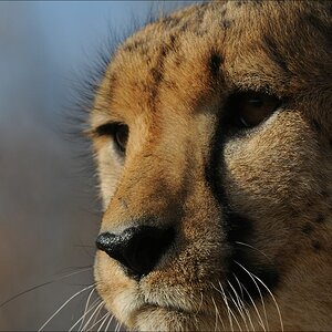 comp Namibia 09 09527