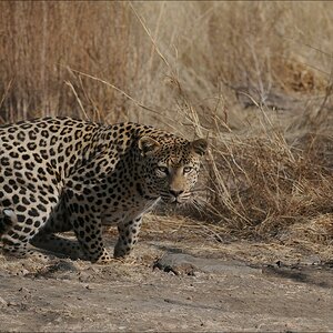 comp Namibia 09 10042