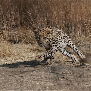 comp Namibia 09 10047
