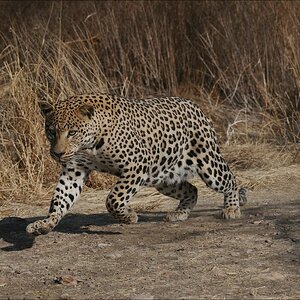 comp Namibia 09 10050