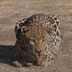 comp Namibia 09 10055