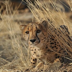 comp Namibia 09 11030