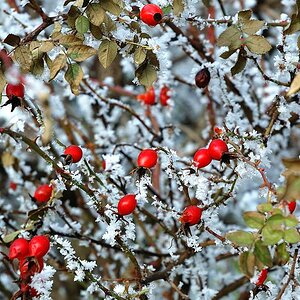 Winterblüte