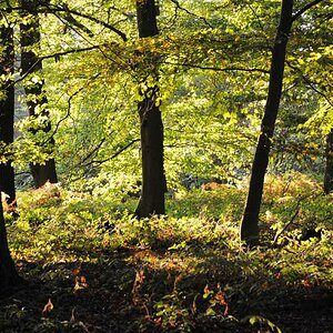 Herbstwald  /  2009 10 08 18 01 42 1