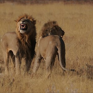 comp Namibia 09 19605