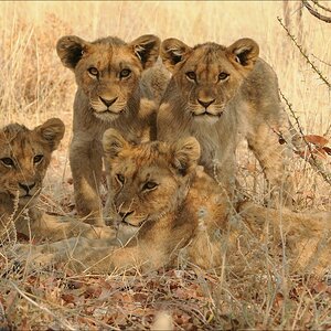 comp Namibia 09 23548