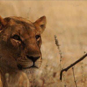 comp Namibia 09 24513
