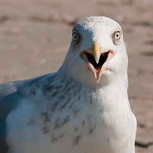 möwe 2369