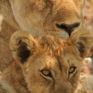 comp Namibia 09 24616