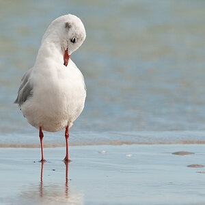 zingst 10 0297
