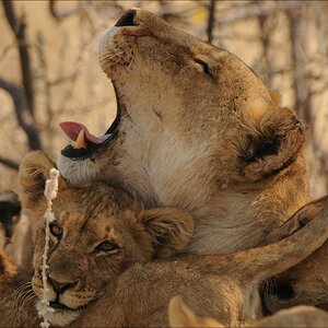 comp Namibia 09 26224