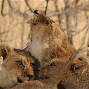 comp Namibia 09 26233