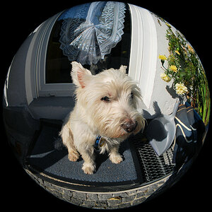 Fisheye-Aufnahme unseres Hundes auf der Fussmatte vor unserem Haus.
Mit dem selbstgebauten Fisheye-Vorsatz am selbstgebauten AF DX Nikkor 17mm/3.5G ED