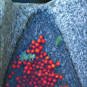 Murg Beeren 2