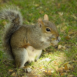 DSC7846 nff