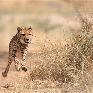 comp Namibia 09 08950