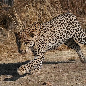 comp Namibia 09 10051