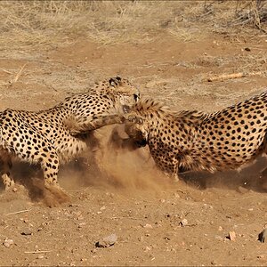 comp Namibia 09 10731