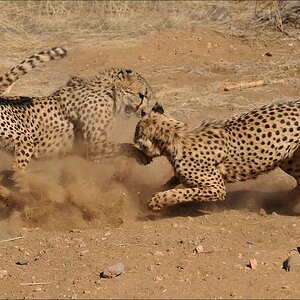 comp Namibia 09 10732