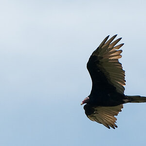 Vögel 01