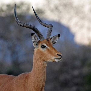 Impala