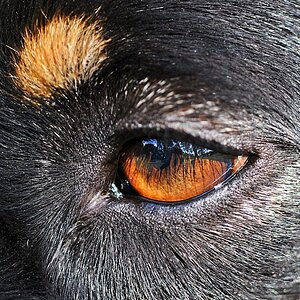 Hundeauge