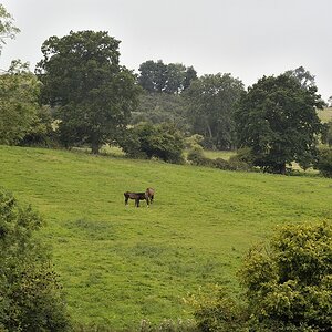 DSC6940 nff
