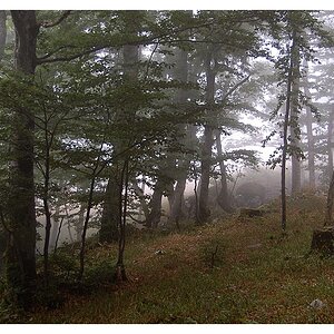 Nebel