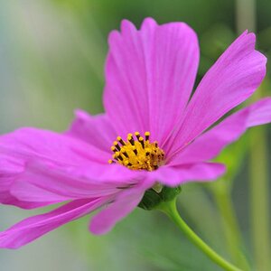 Blume