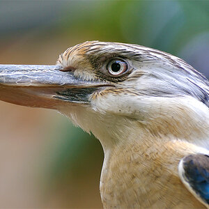 Blauer Kookaburra