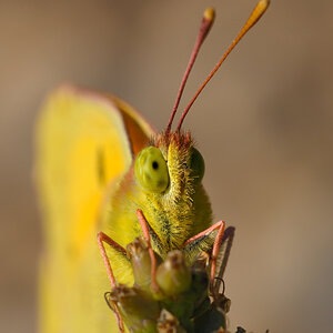 Goldene Acht
